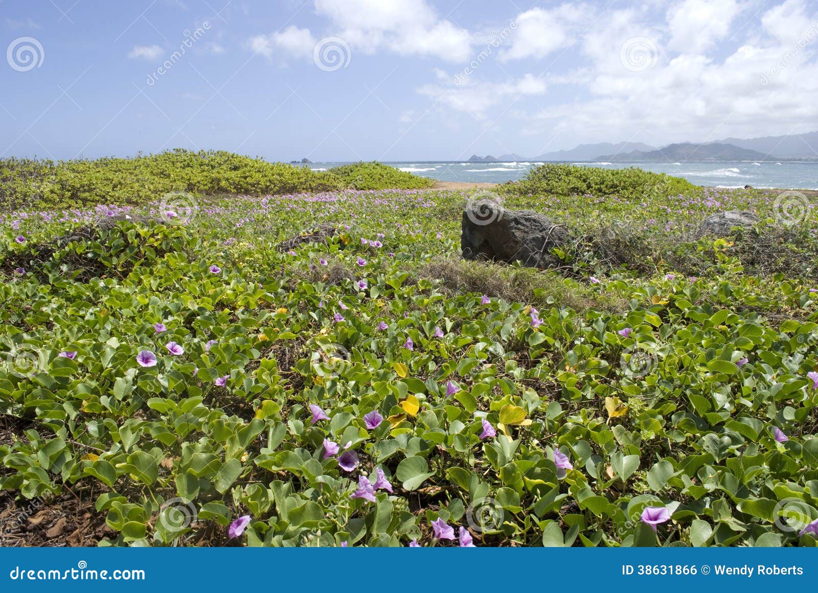 Пляж Гаваи с фиолетовыми цветками Pohuehue