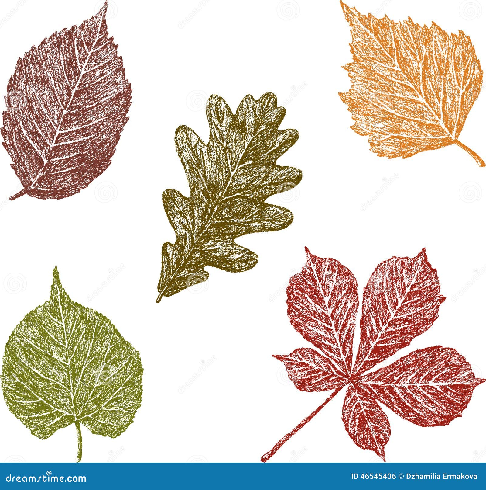 Зарисовки листьев разных пород деревьев