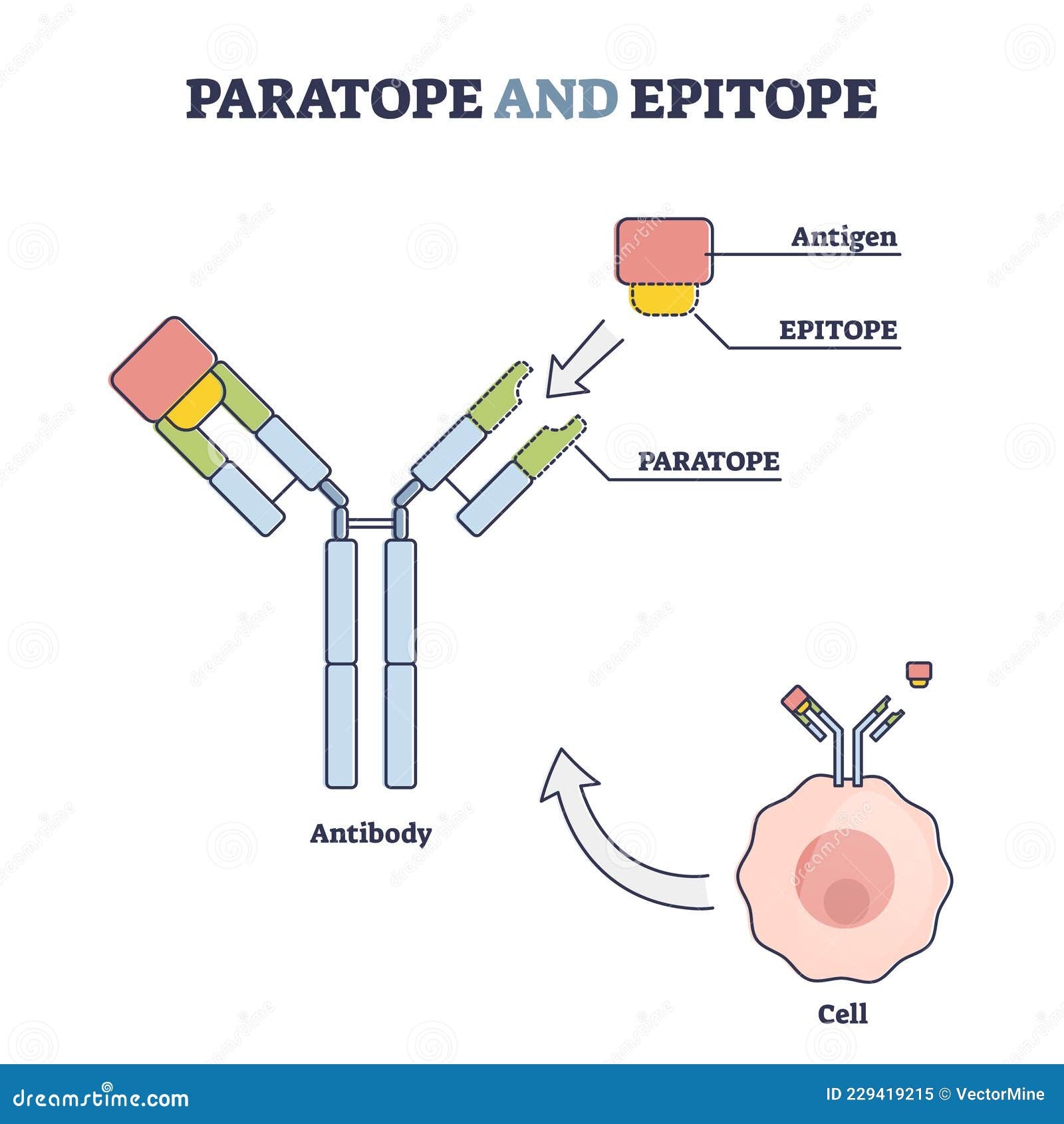 паратоп и антитела эпитопа с внешней схемой структуры тела Иллюстрация .