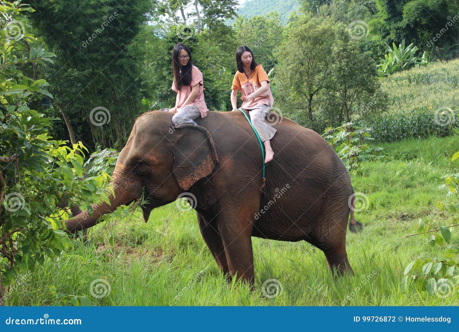 Парк слона. Chiangmai парка Alephant в дате Таиланда принятой 06/07/2017