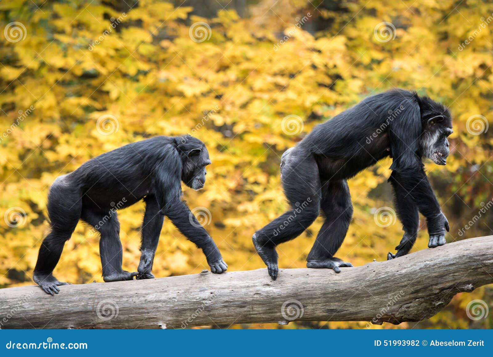 Пары III шимпанзе стоковое фото. изображение насчитывающей примат ...