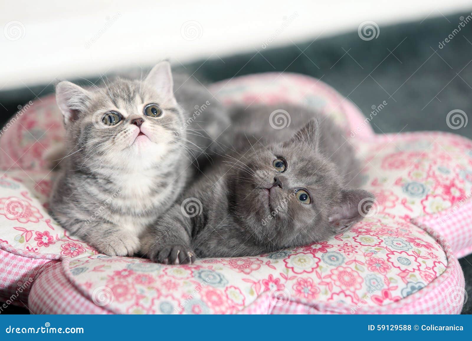 котята британцы фото 1 месяц