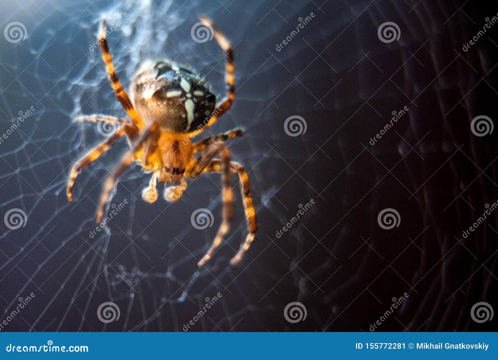 Arachnophobia страх пауков стоковые фото – бесплатные и стоковые фото ...
