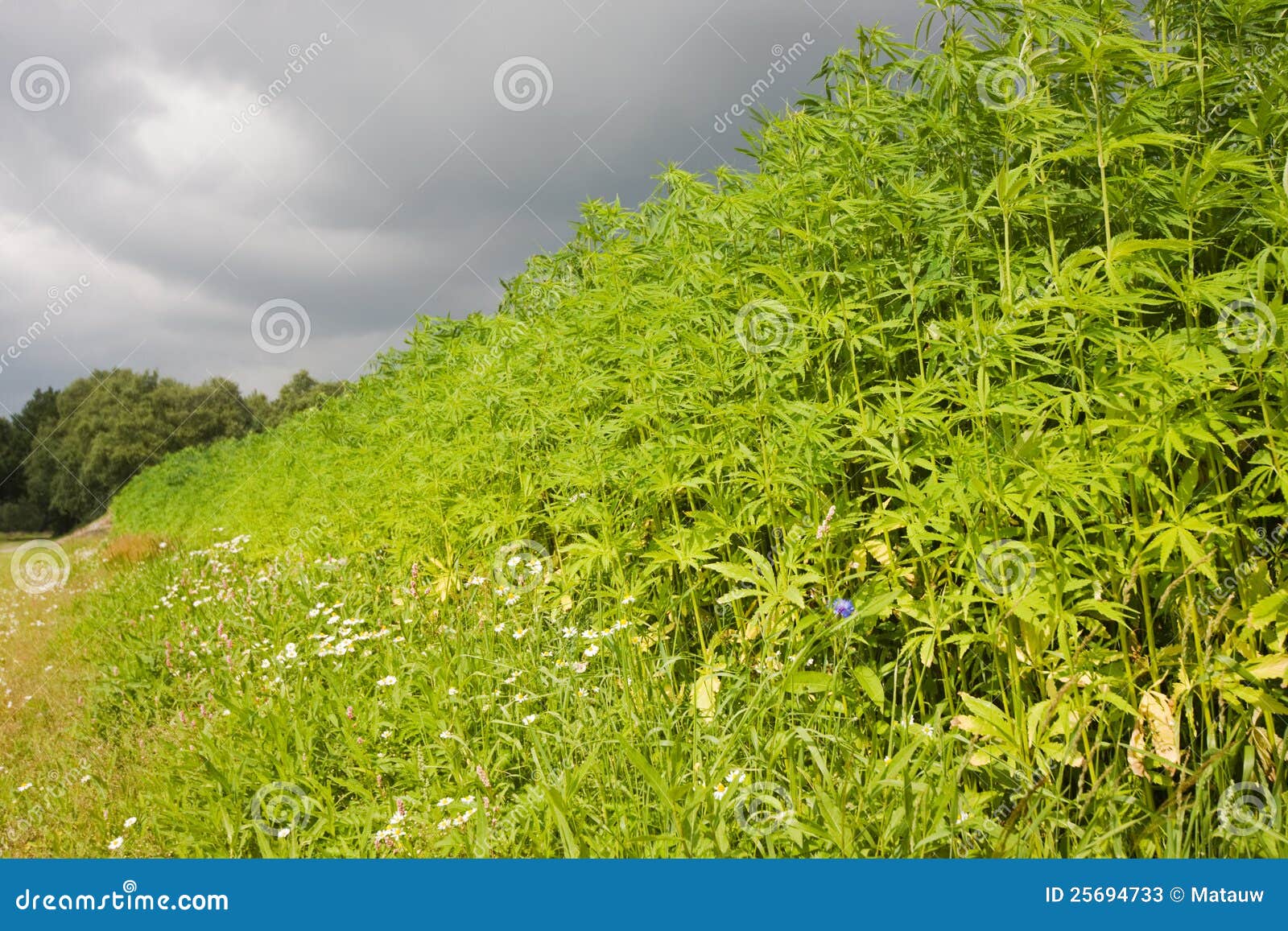 пенька. конопля заволакивает нижняя пеньки затемненного поле sativa