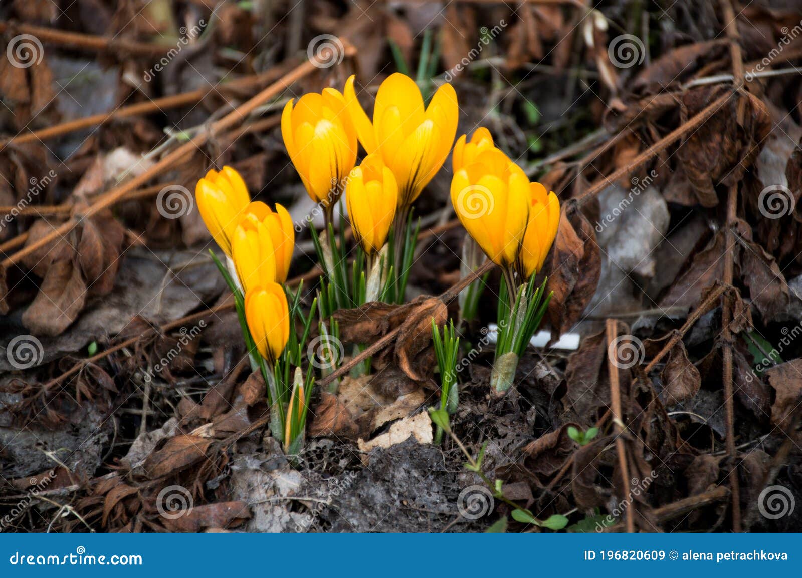 первые цветы в апреле желтого цвета