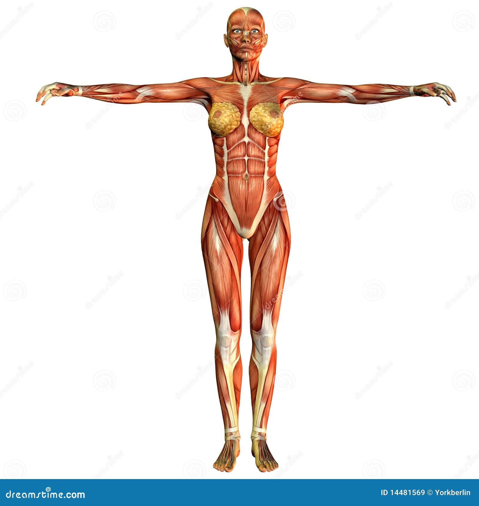 Мышечный скелет женщины