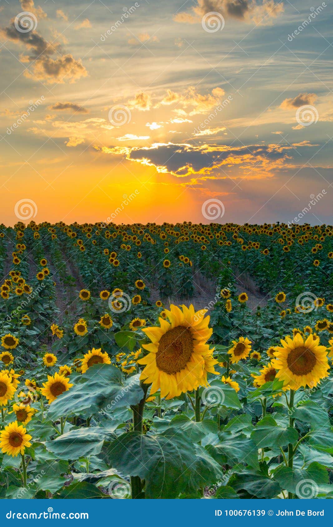 Песня рая. Солнцецветы в Денвере, Колорадо кладут против неба захода солнца