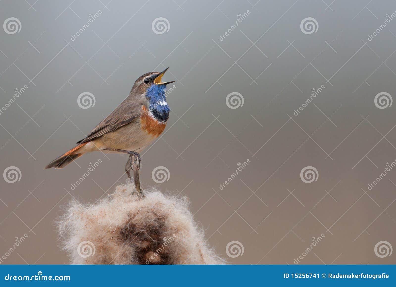 петь bluethroat. представьте счет bluethroat точно его верхняя часть открытый петь сидя какая широкая yeah