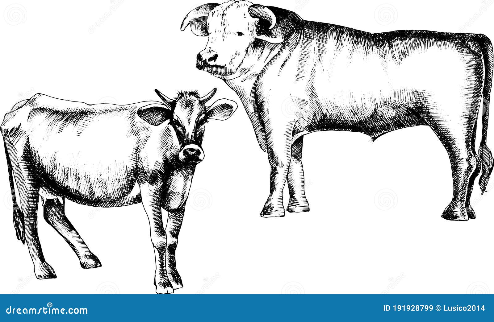 Monochrome Hand Drawn Black and White Cows Illustration Stock Vector