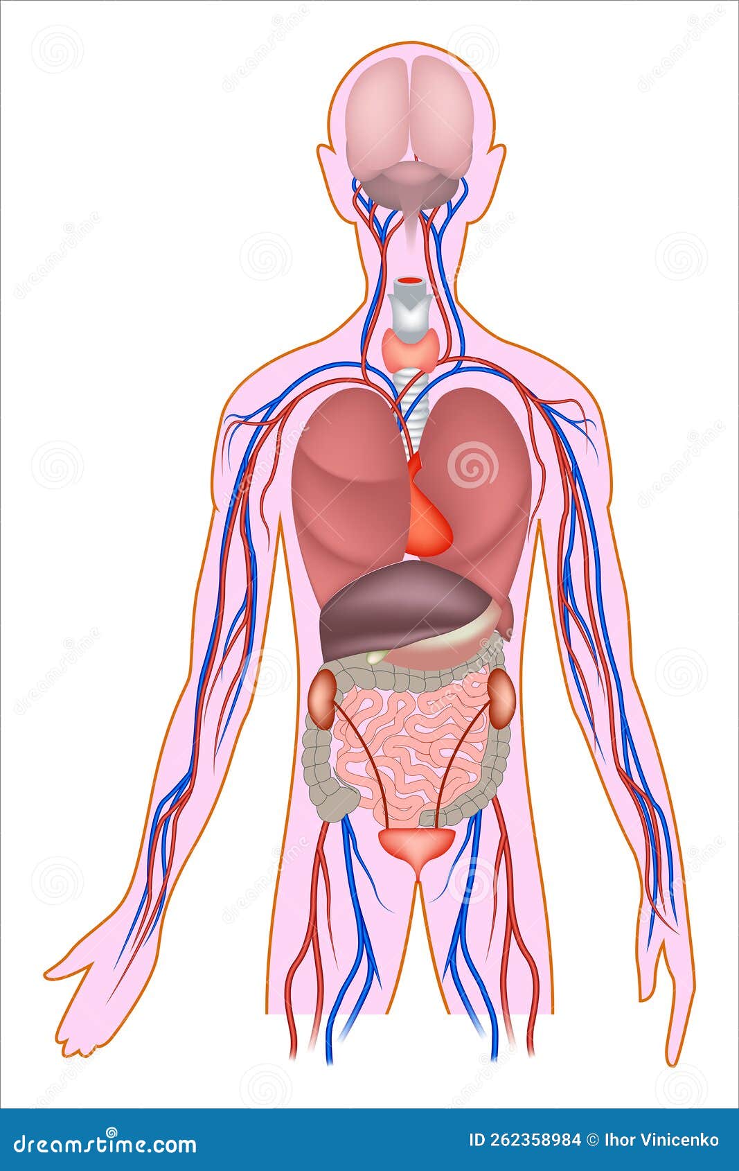 Human Anatomy. Internal Organs Infographics Stock Vector Illustration