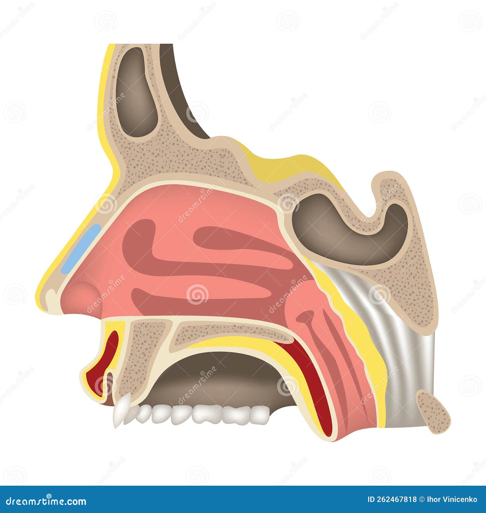 The Nasal Cavity. Charm Organs. Human Head Anatomy Stock Vector Illustration of haimar