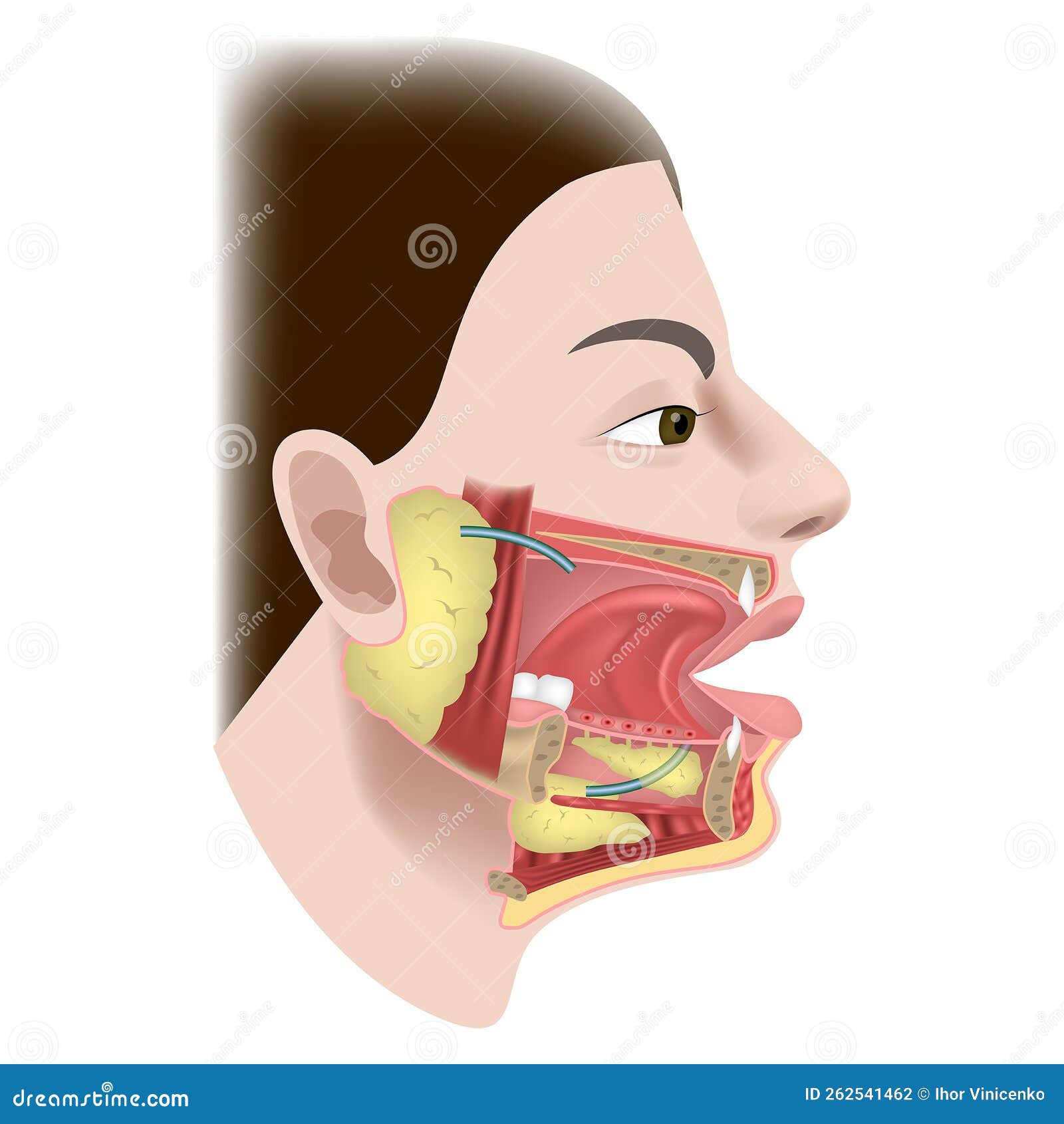 Salivary Glands and Ducts. the Structure of the Organs of the Oral