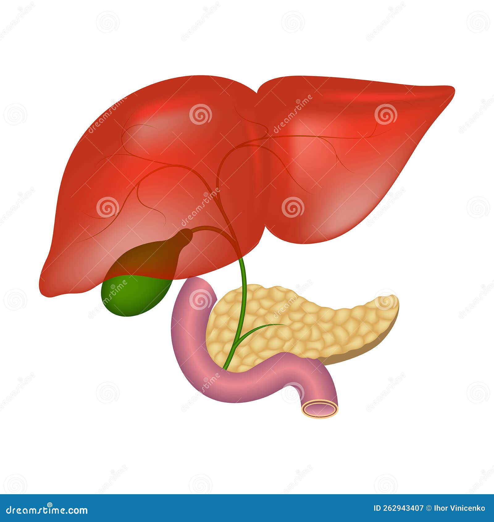 Bile Ducts in the Liver. Medical Chart Stock Vector Illustration of