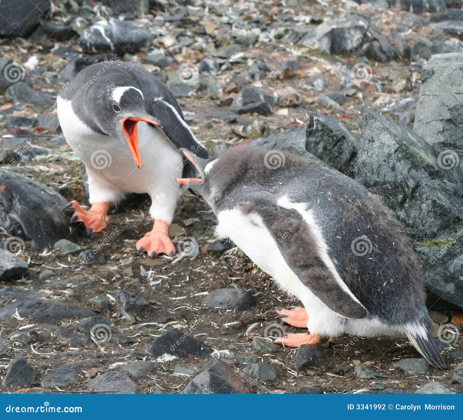 пингвины gentoo. пингвин родителя отродья gentoo