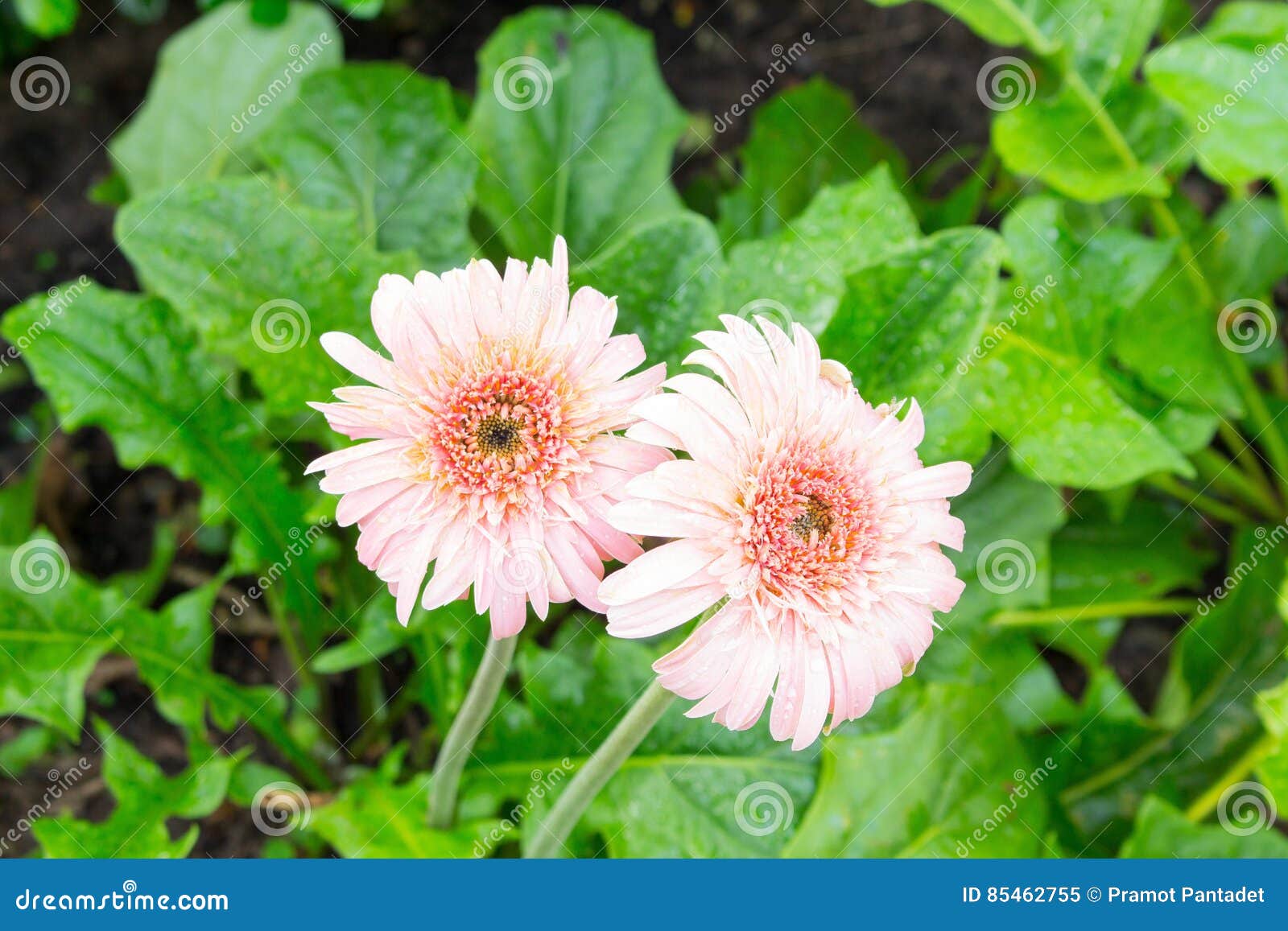 Пинк Gerbera цветка с падениями воды. Gerbera цветка рода Gerbera розовый Gerbera с водой падает в сад, маргаритку Barberton, jamesonii Gerbera, fromSouth Африку маргаритки выберите Gerbera фокуса, и запачкайте запачканную предпосылку