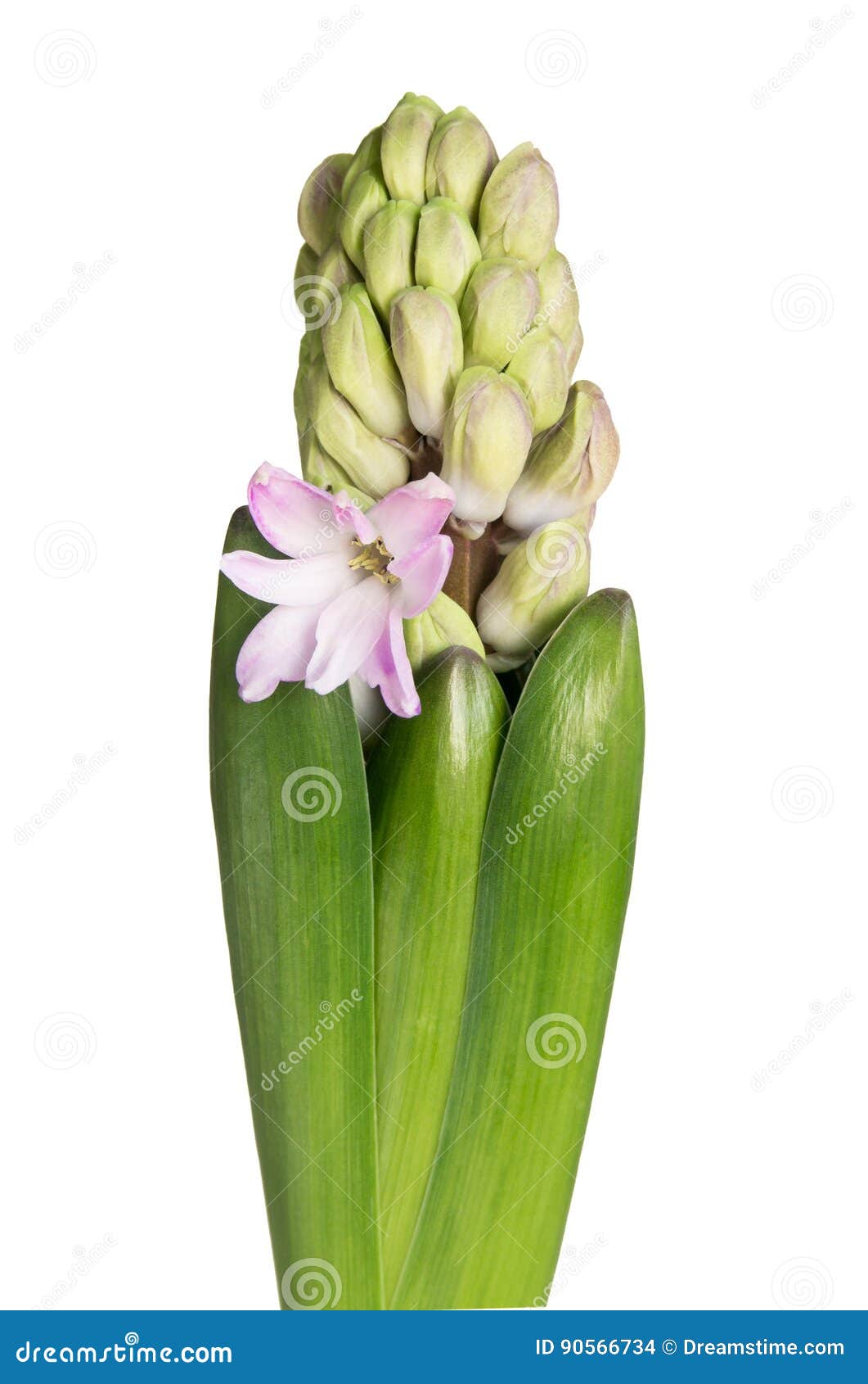 пинк гиацинта цветка стоковое фото. изображение насчитывающей рост ...