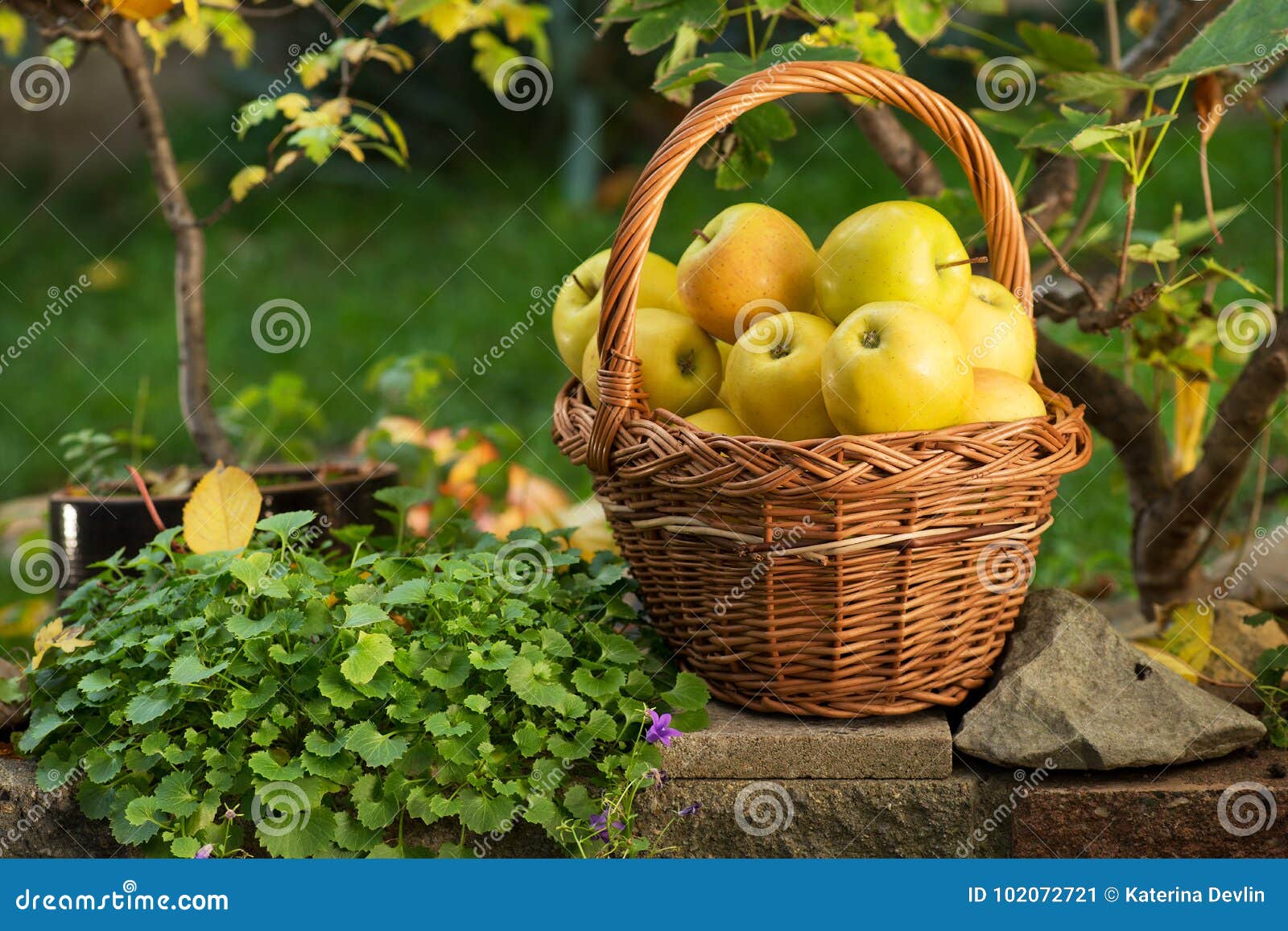 Плетеная корзина с яблоками