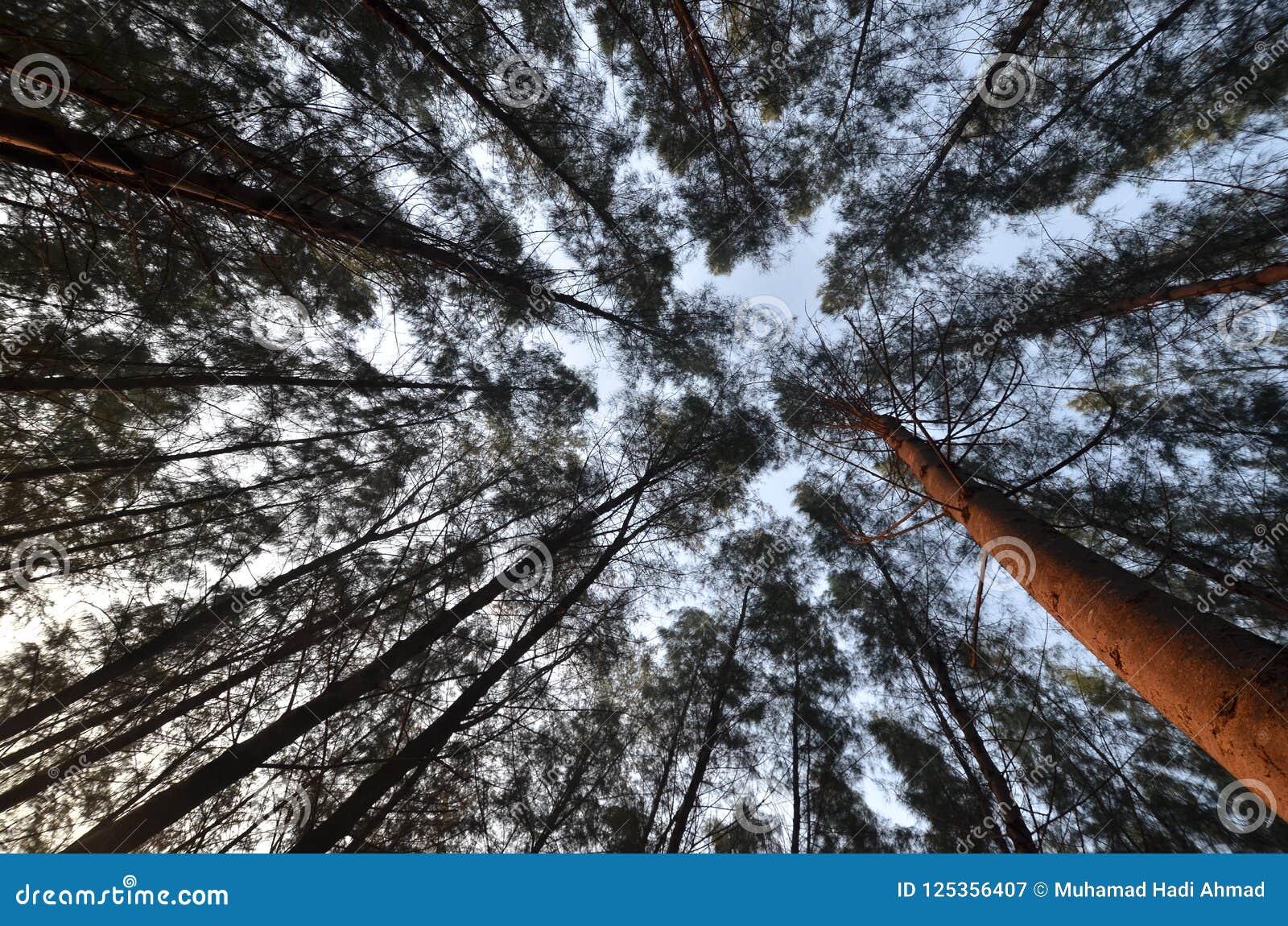 Пляж сосны на Kelantan, Малайзии. Пляж Pinetree во время восхода солнца на пляже Senok, Kelantan, Малайзии