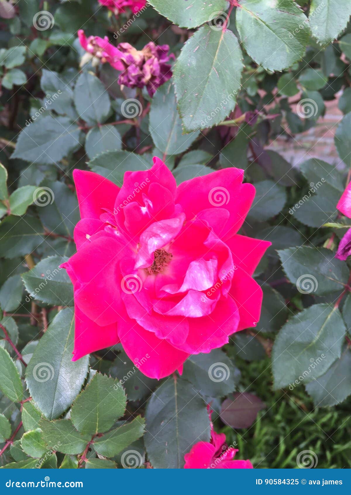 Подняла и крона стоковое изображение. изображение насчитывающей поднял ...