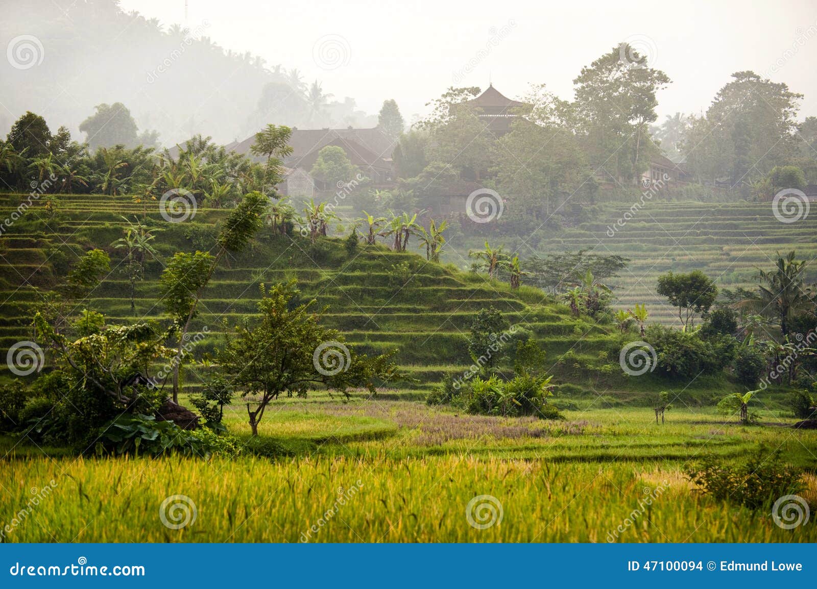 Поля риса Бали. В восточной части Бали, Индонезия около деревни Sidemen вы можете увидеть некоторые из самых красивых и самых драматических террас риса в Азии Мирное место близко к природе