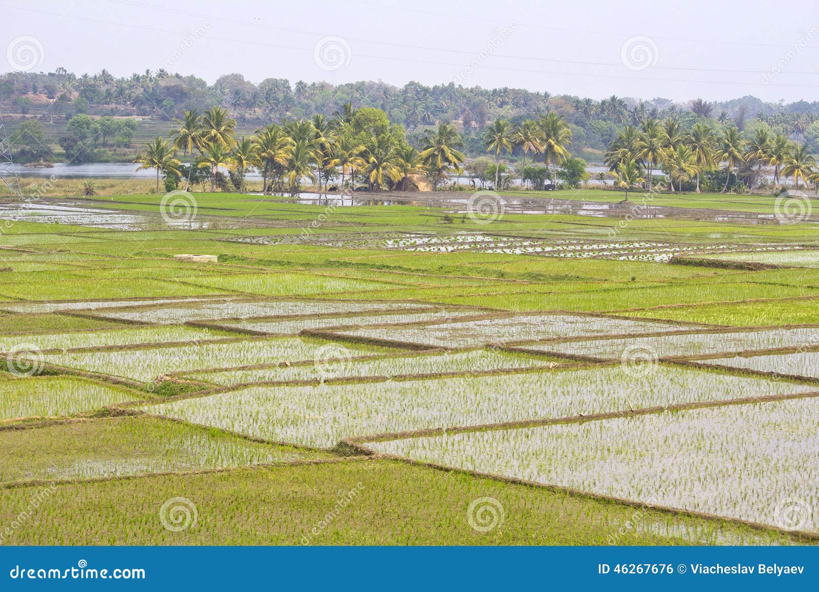 Поля риса в Karnataka. Рис fields на береге Юг-индийского реки Kaveri или Cauvery