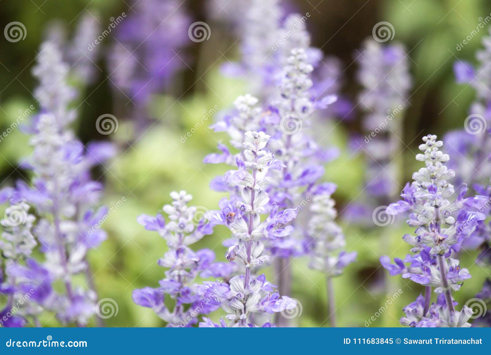 Поле голубых цветков salvia Селективный фокус. Заводы salvia Виктории ` Виктории ` голубые или farinacea Salvia голубое Другое общее имя для их ` цветя мудрое ` Заводы salvia Виктории голубые herbaceous perennials в их родных Техасе и Мексике Но, в северных климатах, они обычно обработаны как ежегодные заводы, должные к их недостатку холодн-hardiness Они принадлежат к семье мяты