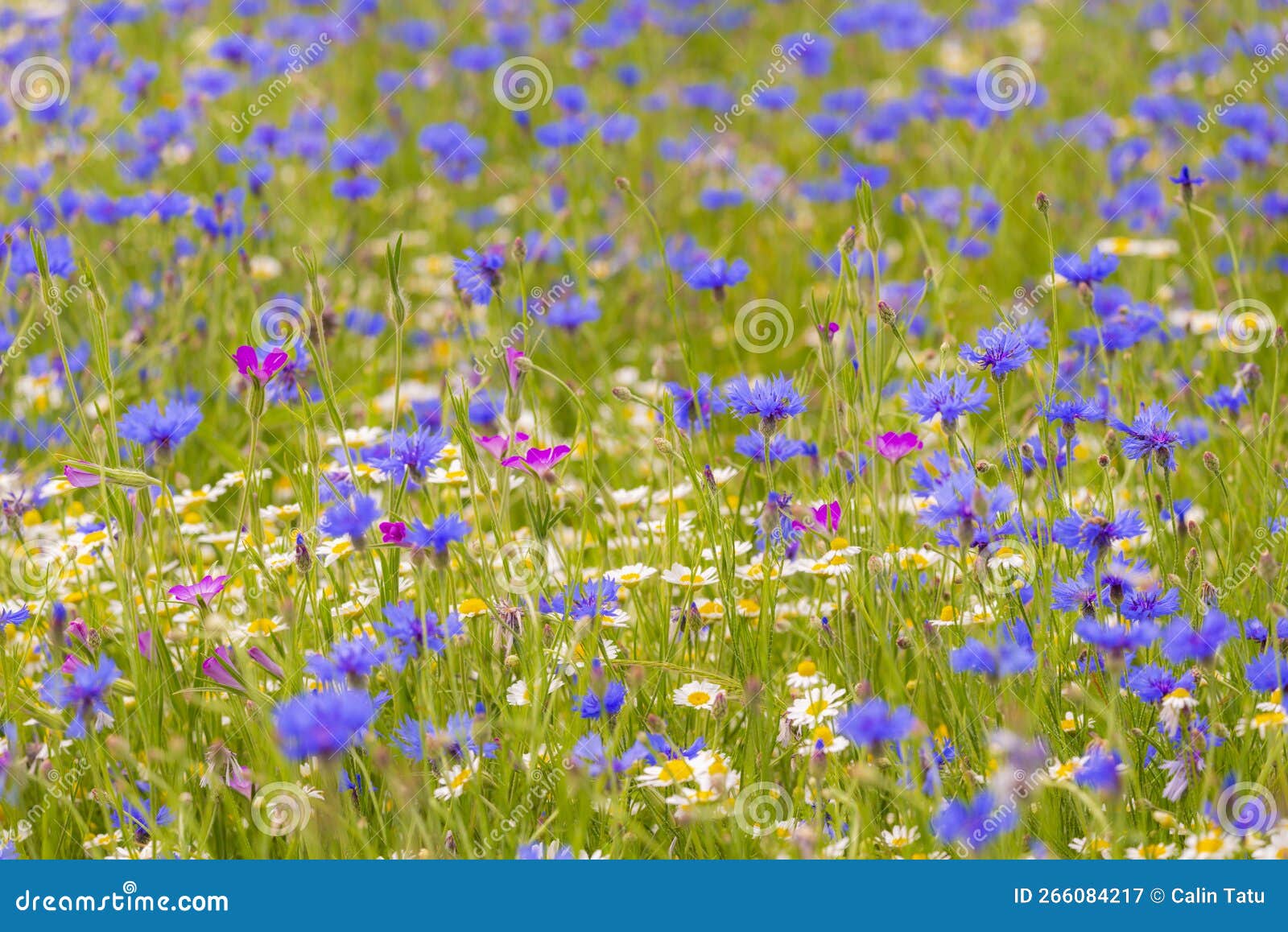 поле с дикими голубыми цветами ромашки и дикими ромашками весной в отдаленных сельских районах. поле с дикими голубыми цветами ромашки и дикими ромашками весной в отдаленной сельской местности в восточной европе