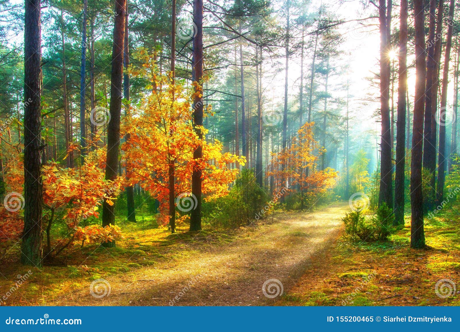 Полесье леса осени пейзажа солнечное Ландшафт природы в октябре ...