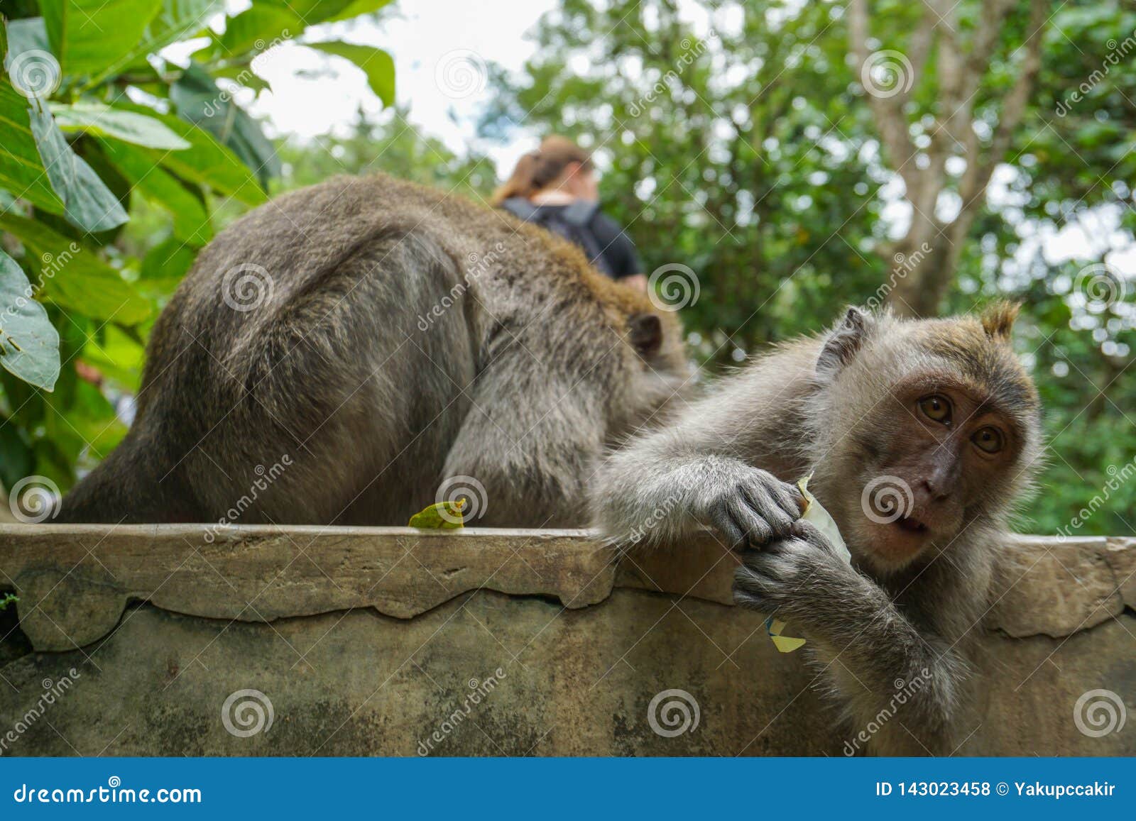 2 помощи обезьян, который нужно получить освобожданный блох к другим, Бали, Индонезии