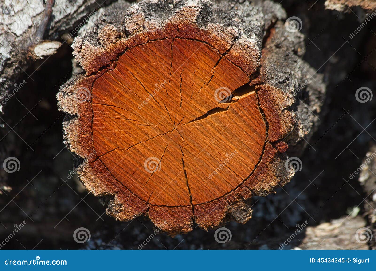 Древесина тропического дерева в разрезе