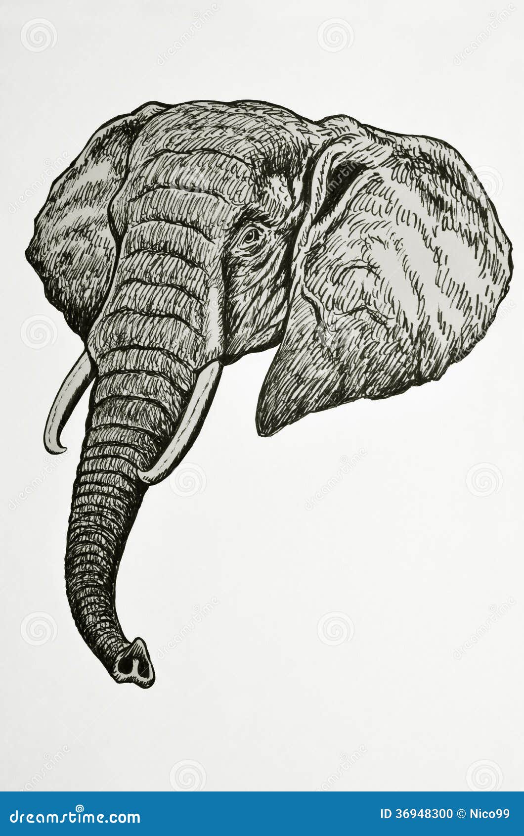 Строение хобота слона