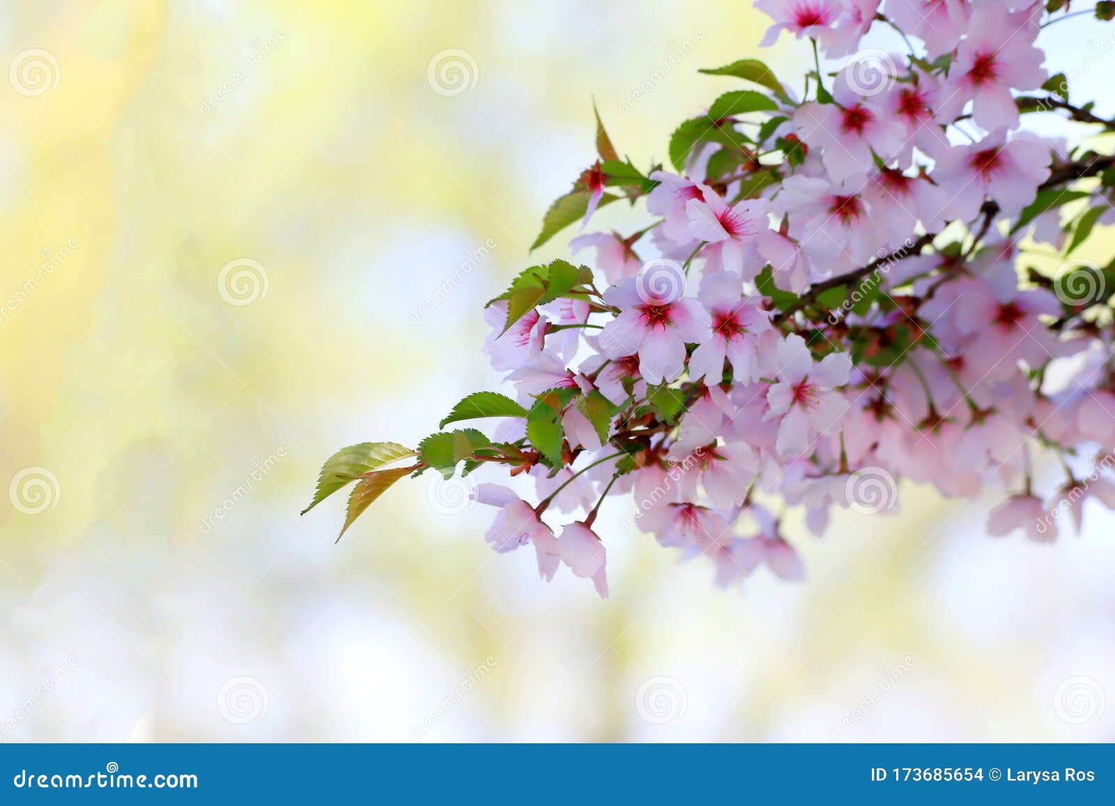 Фото успокаивающего сада цветов вишни с нежными лепестками, падающими g мирные пейзажи спокойствие
