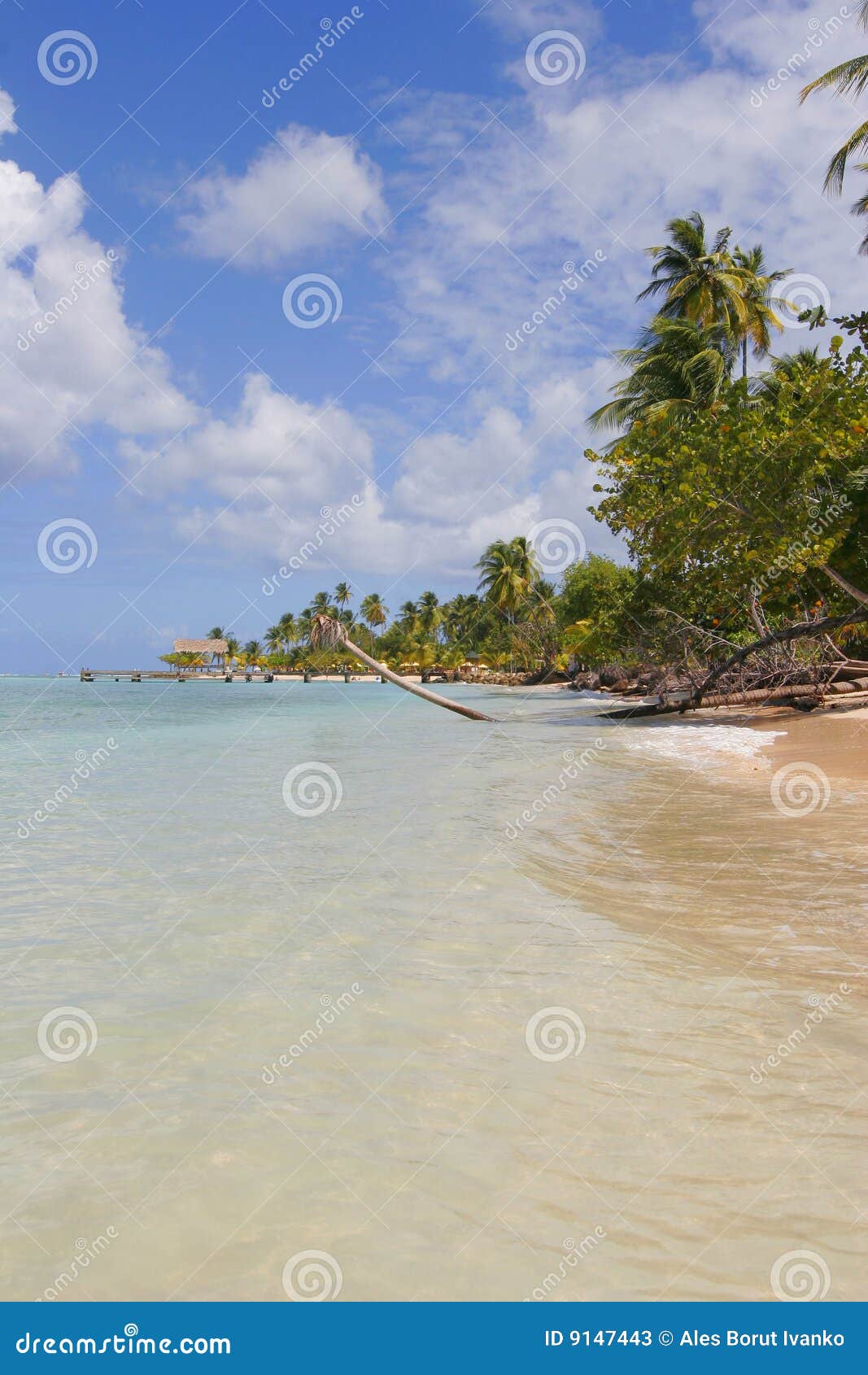 пристаньте Тобаго к берегу. пляж carribien зеленое море Тобаго дороги ладоней indies западный
