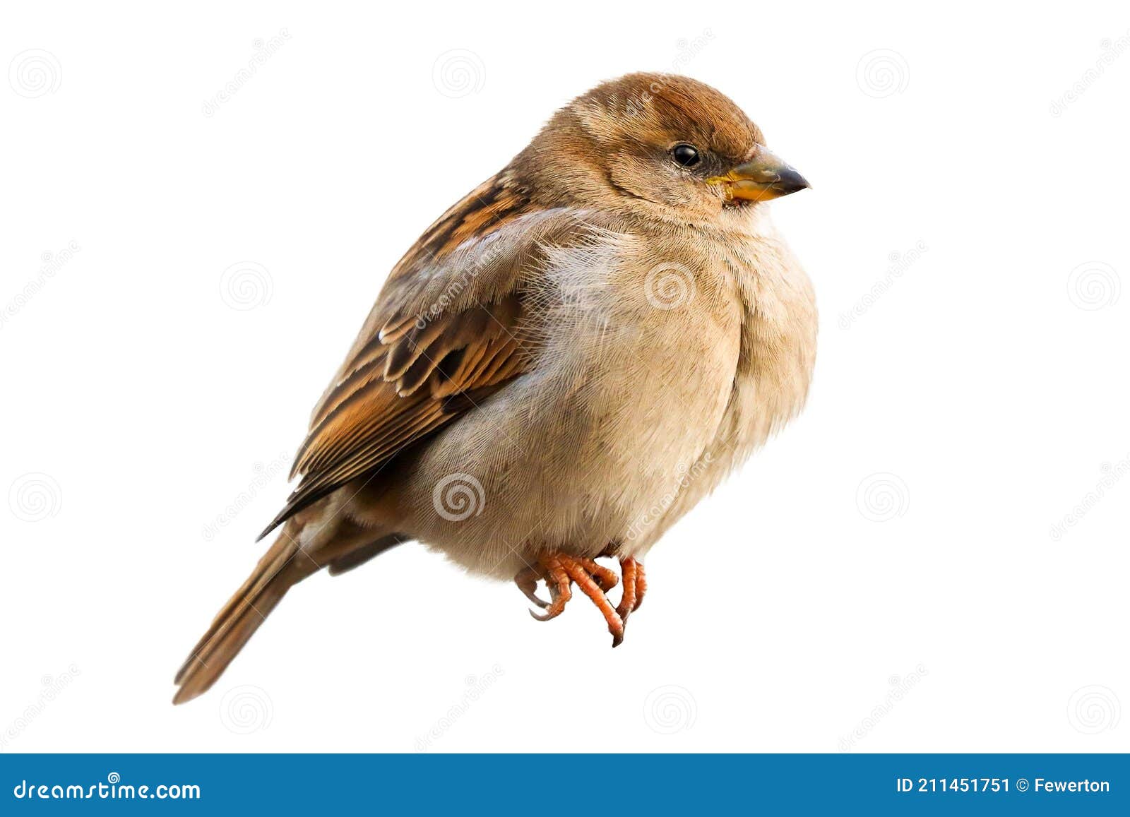 Птица садилась на воробья изоляции. Domesticus пасующего ...