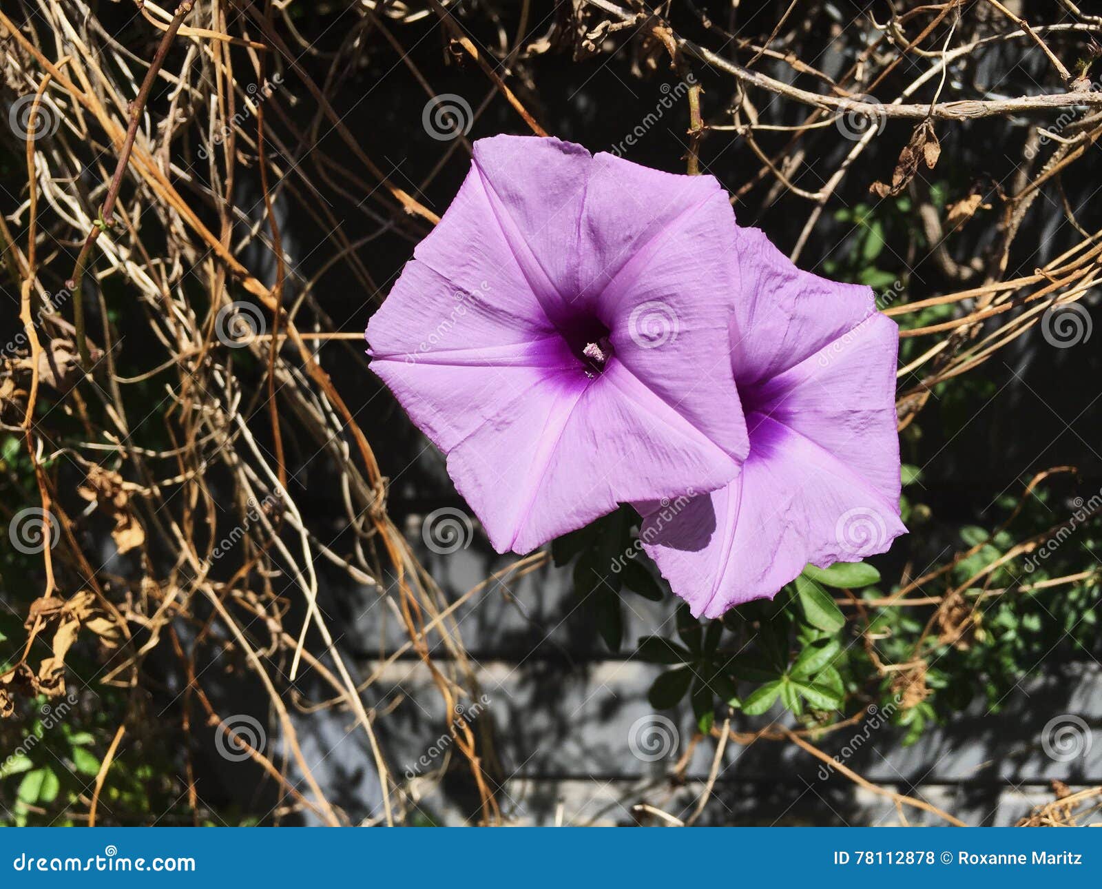 пурпур сада цветков