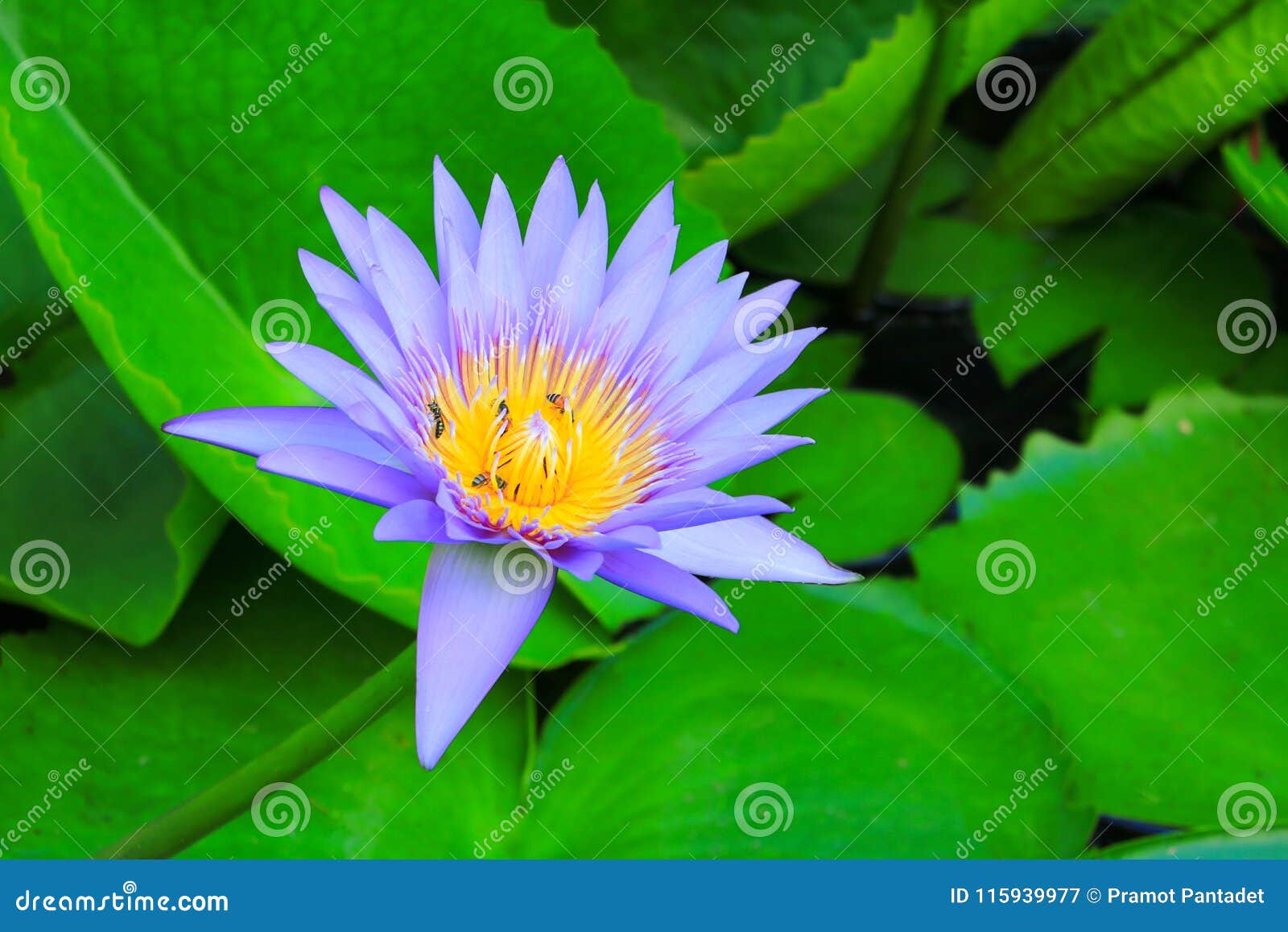 пурпур цветка лотоса или вода lilly и пчела всосали нектар в цветне закройте вверх по красивому в природе
