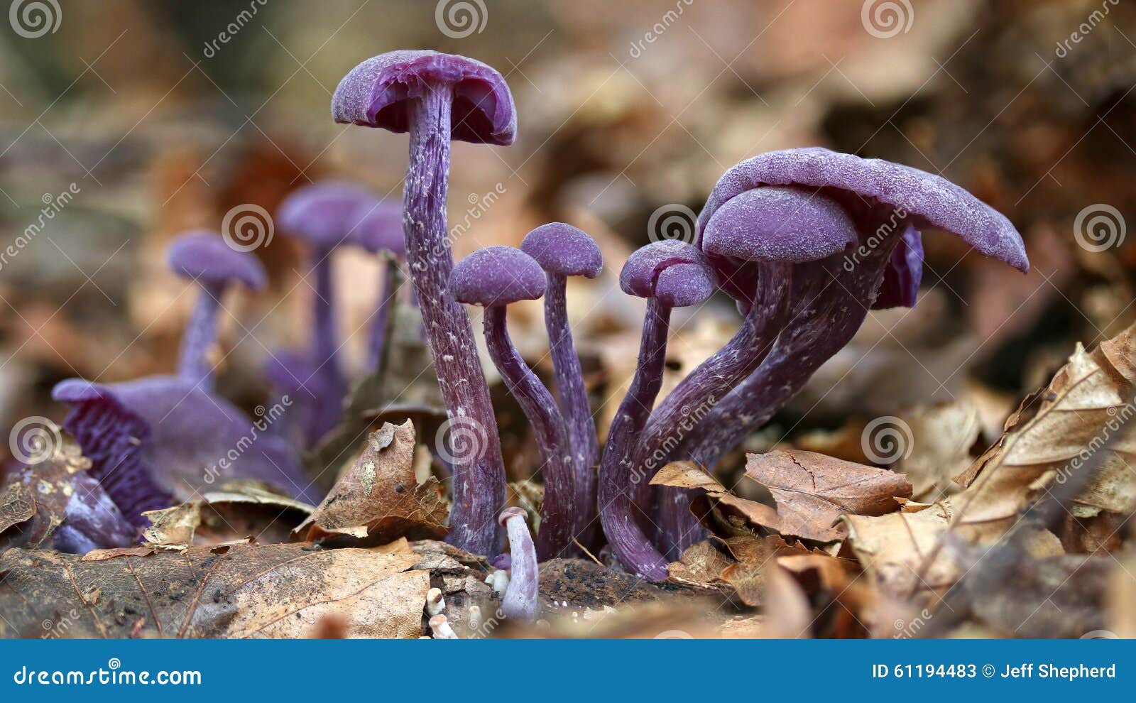 Ведьмины грибы фиолетовые из мастики