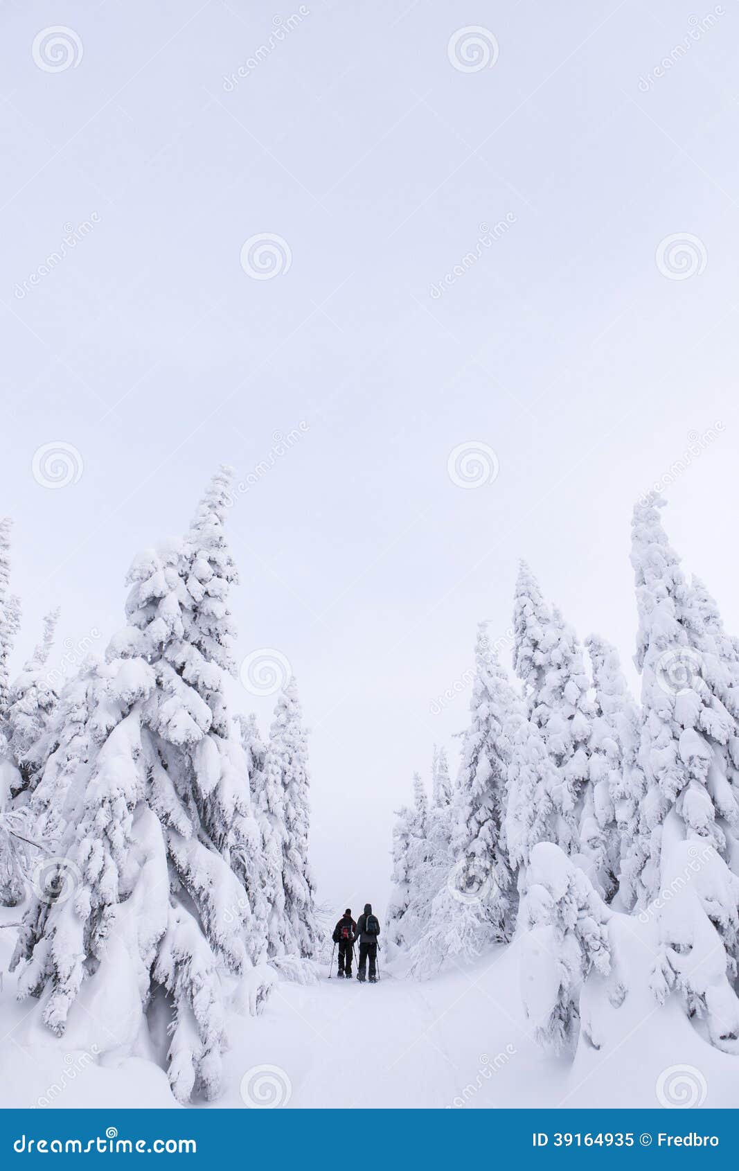 Путь между evergreens. 2 люд идя в снег с snowshoes, на пути который окружен снегом покрыли вечнозеленые деревья. Состав изображения выходит большой отрицательный космос (небо).