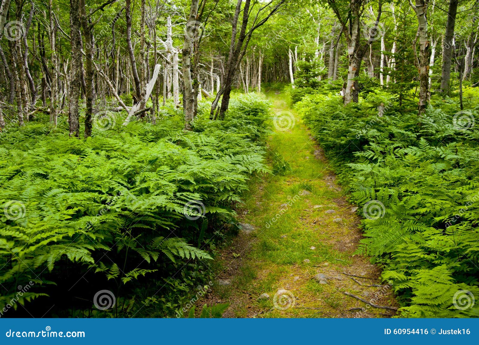 Путь через сочный лес с папоротниками Стоковое Фото - изображение ...