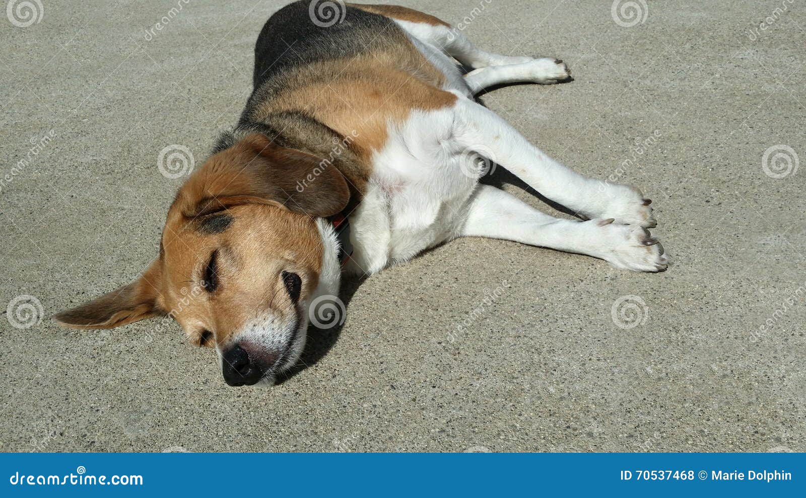 Пухлая старшая собака бигля кладет в солнце на подъездную дорогу ...