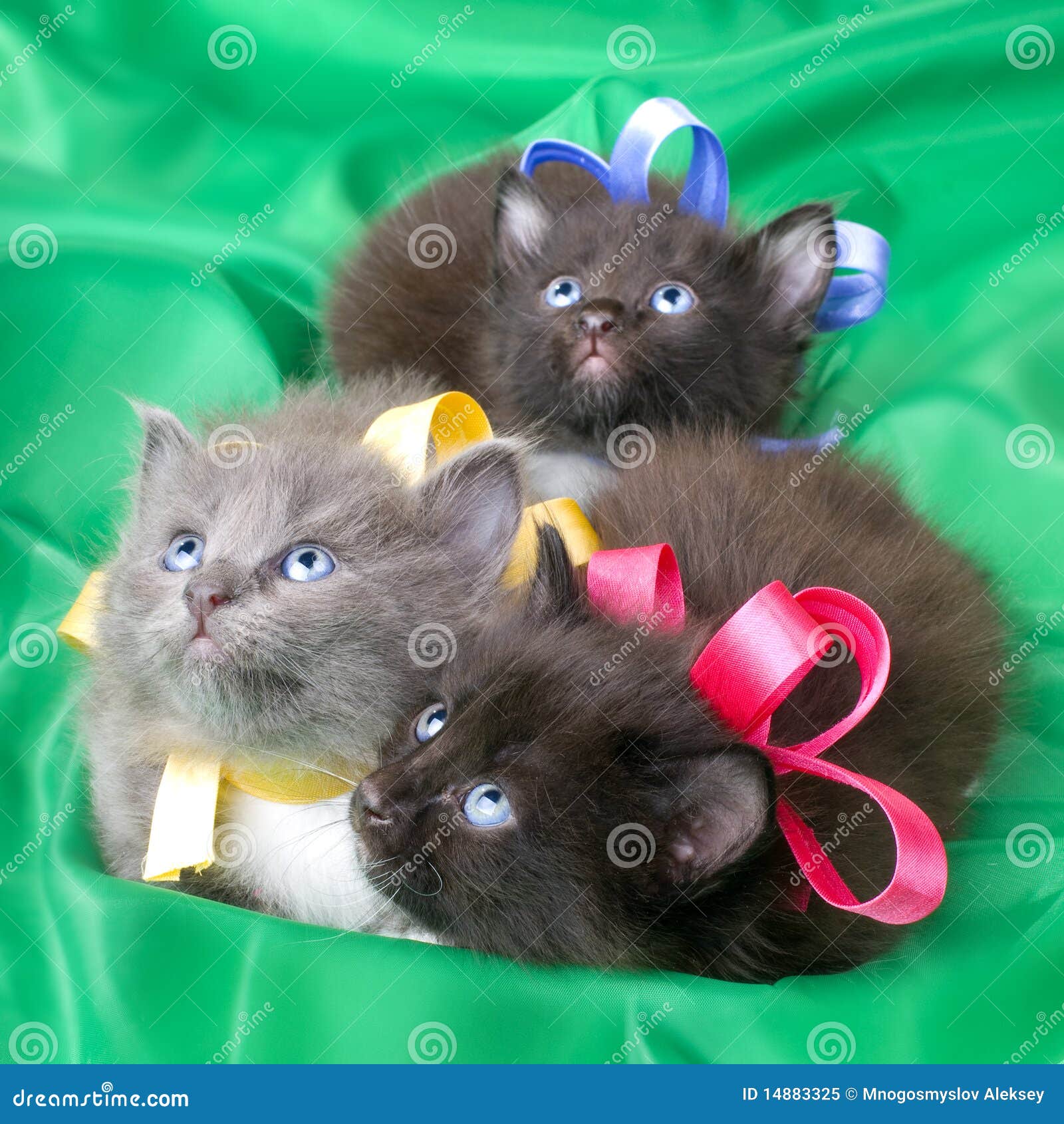 Черный котенок с бантиком