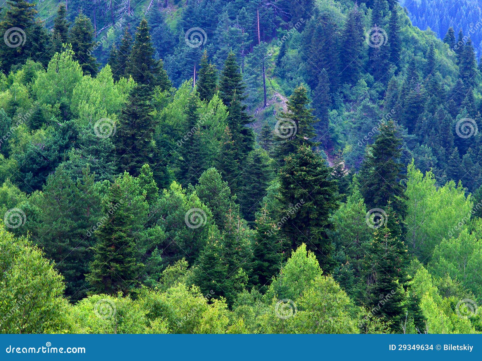 Лесные ресурсы фото в формате jpg