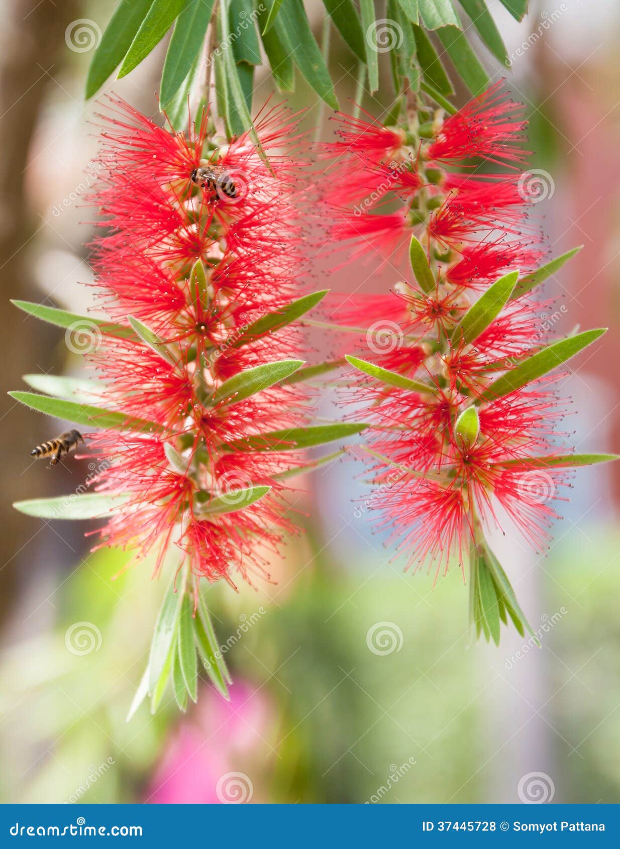 Пчела и красный цветок дерева бутылк-щетки Стоковое Фото - изображение ...