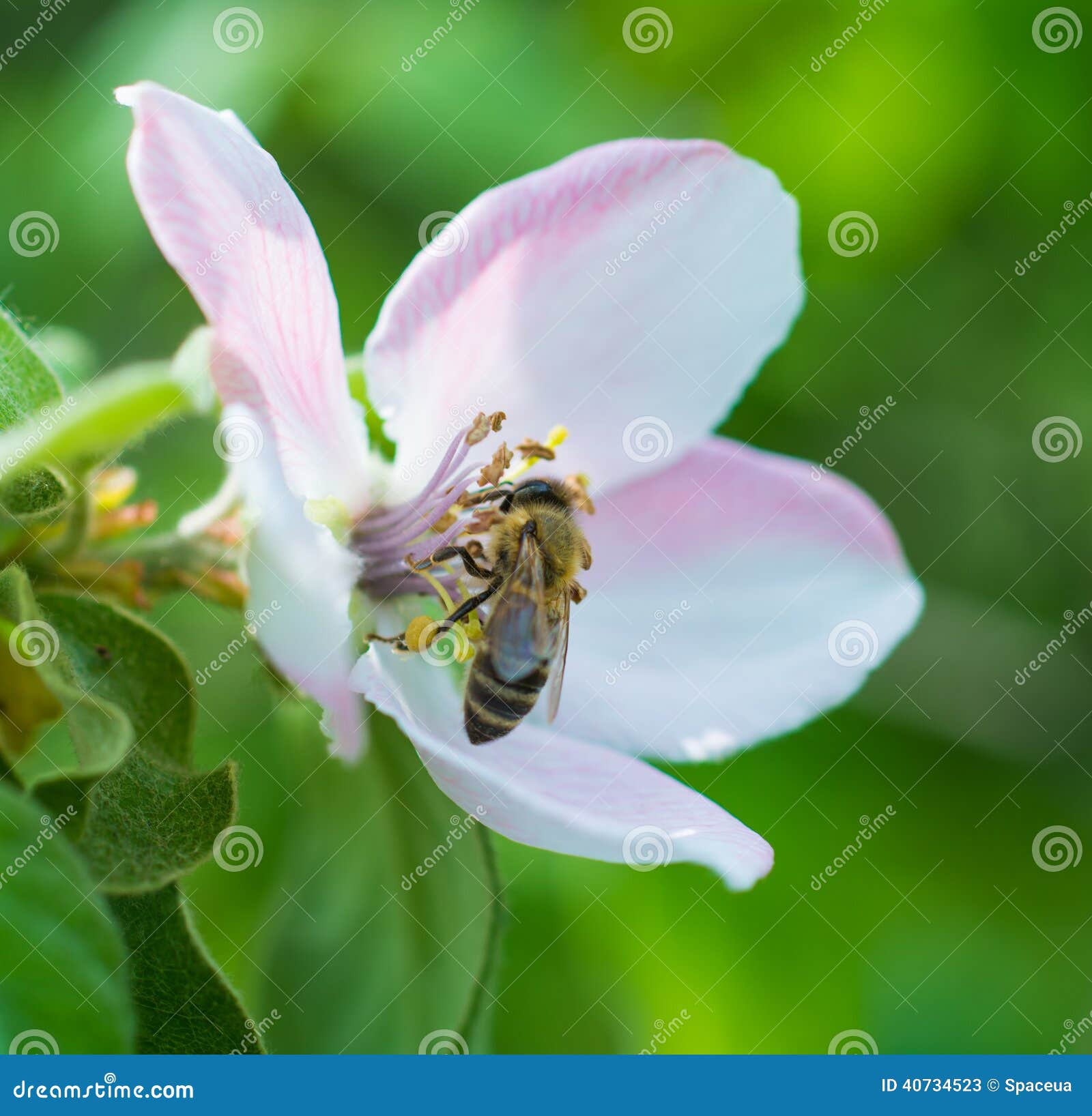 Пчела меда на цветении цветка яблони. Макрос пчелы меда на цветении цветка яблони
