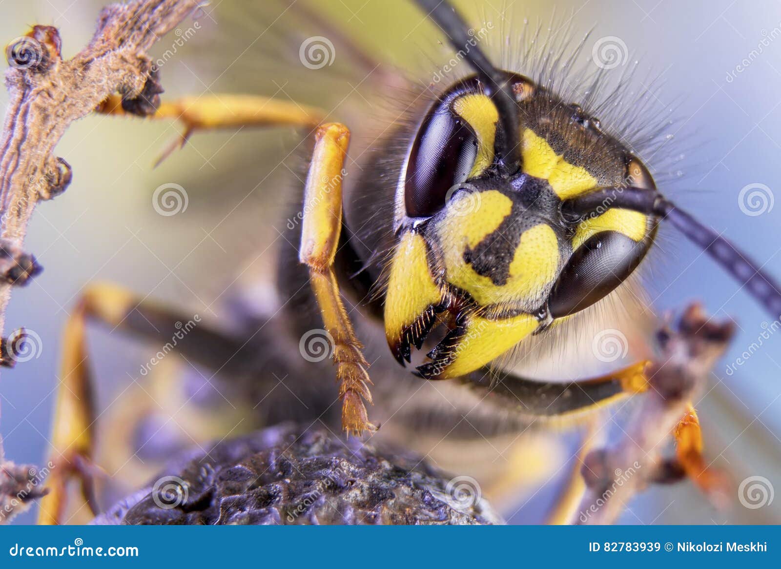 Пчела, обмен, мед, оса насекомых цветка предпосылки. Пчела, обмен, мед, природа цветка предпосылки одичалая
