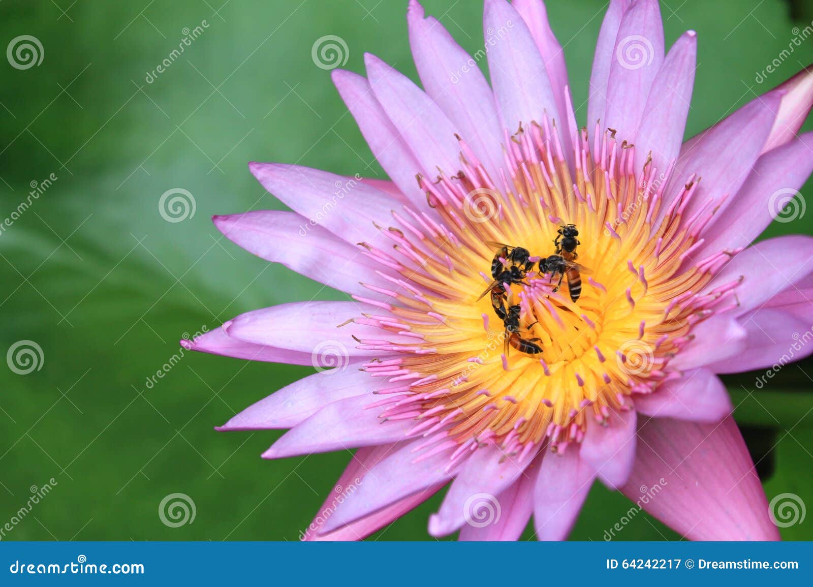 Пчелы с лотосом. Пчелы внутри красивого розового лотоса