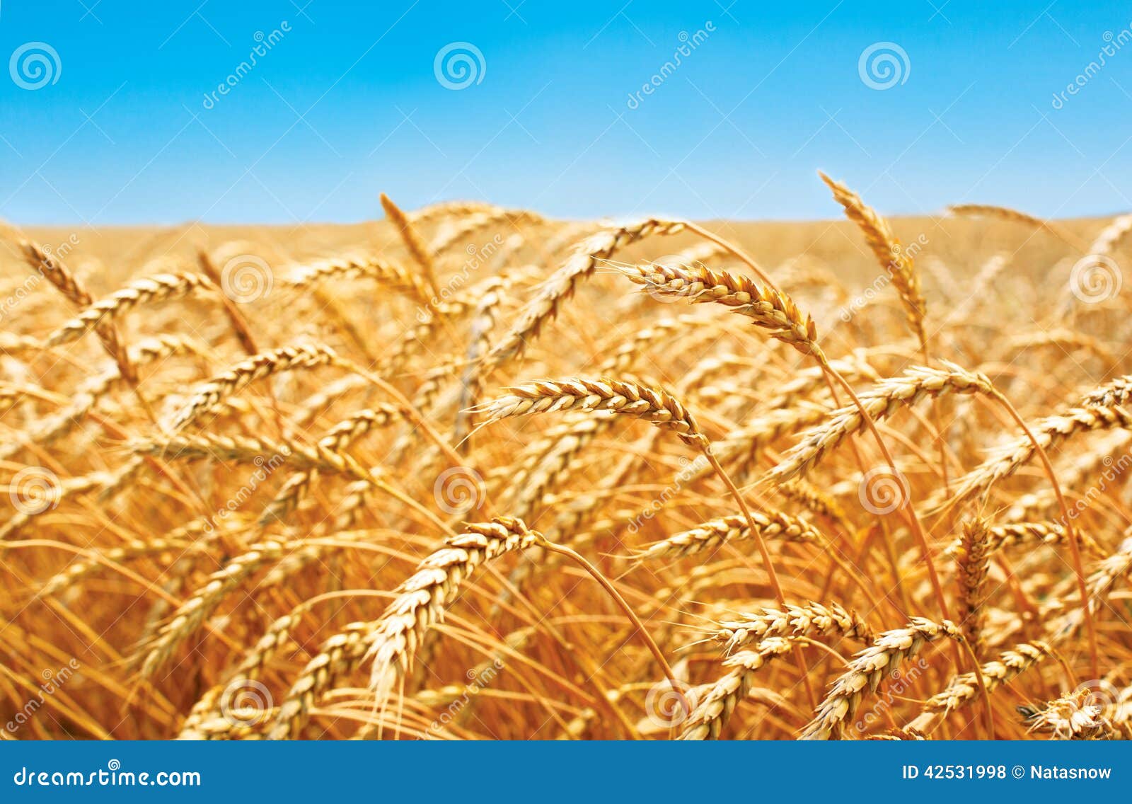 Пшеничное поле, свежий урожай пшеницы Стоковое Фото - изображение ...