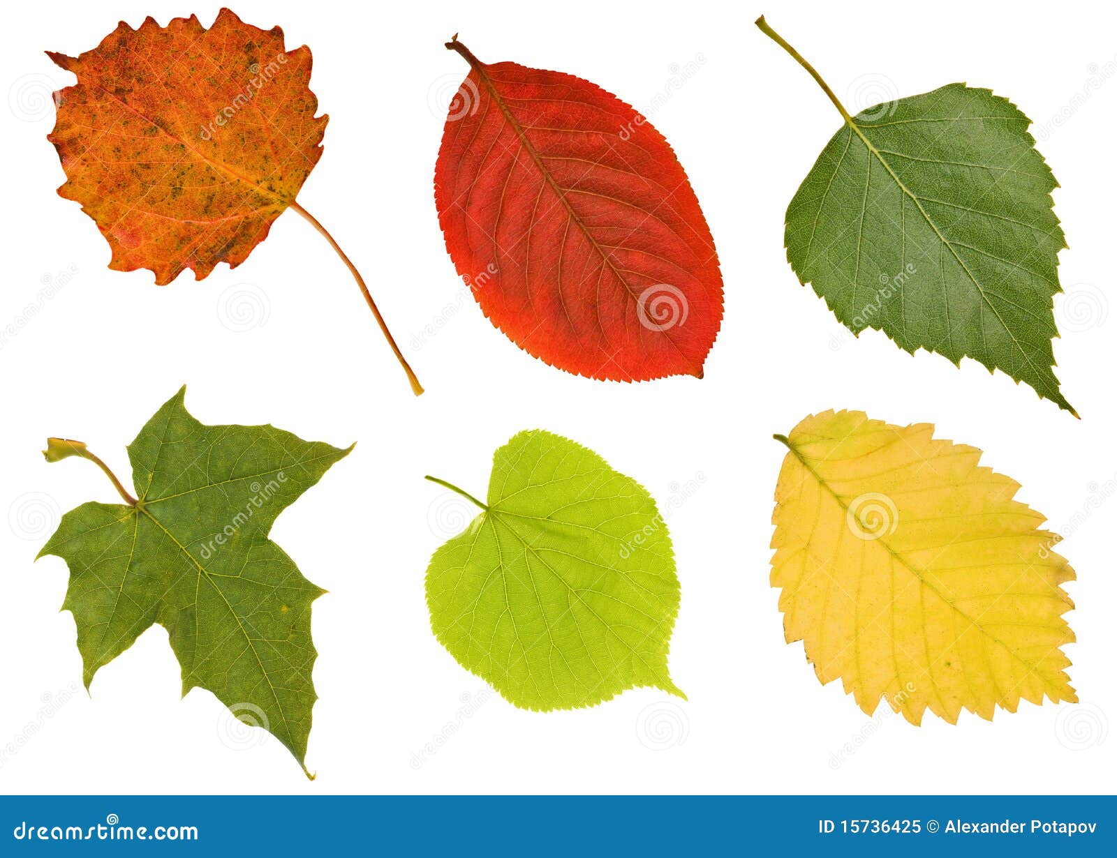 Листочки деревьев разного цвета