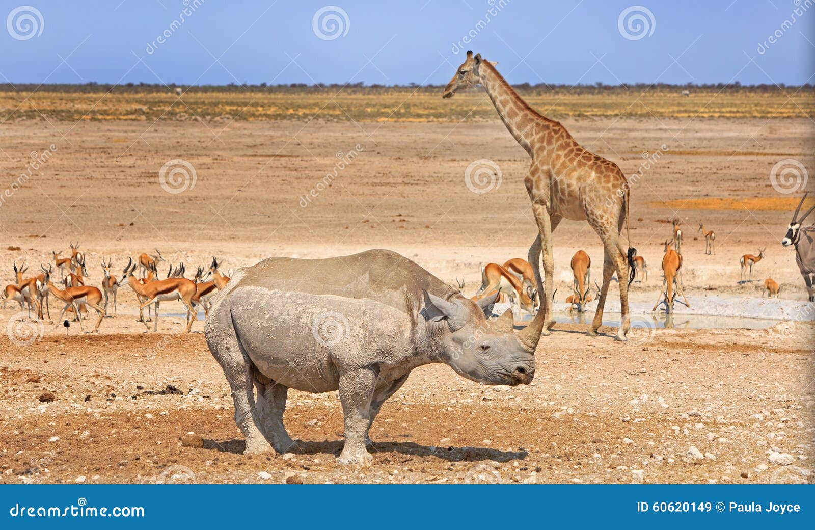 Разнообразие животные вокруг waterhole в национальном парке Etosha. Черные носорог, жираф, сернобык сернобыка и прыгун окружают waterhole в национальном парке Etosha