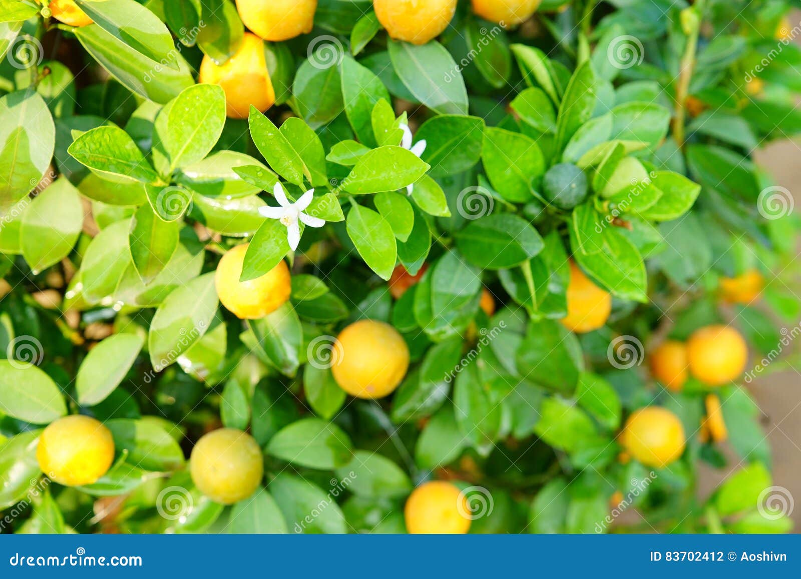 Растущие Tangerines на Ханое, Вьетнаме